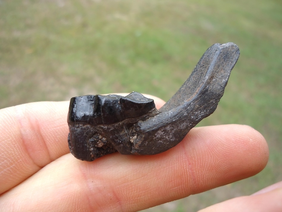 Large image 1 Small Section of Peccary Mandible with Beautiful Glossy Black Molar