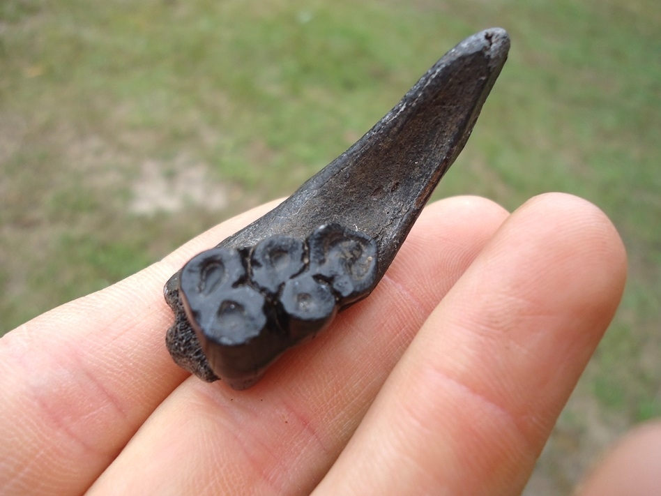 Large image 2 Small Section of Peccary Mandible with Beautiful Glossy Black Molar
