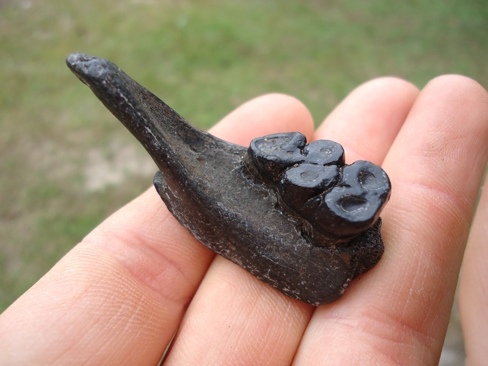 Large image 3 Small Section of Peccary Mandible with Beautiful Glossy Black Molar