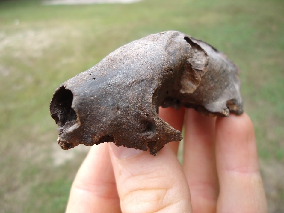 Large image 2 Exceptional Striped Skunk Skull with Pathology