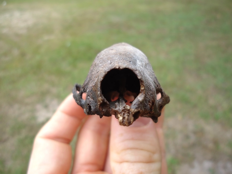 Large image 4 Exceptional Striped Skunk Skull with Pathology