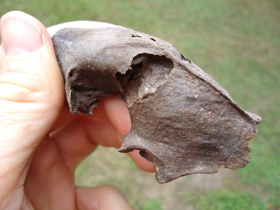 Large image 5 Exceptional Striped Skunk Skull with Pathology