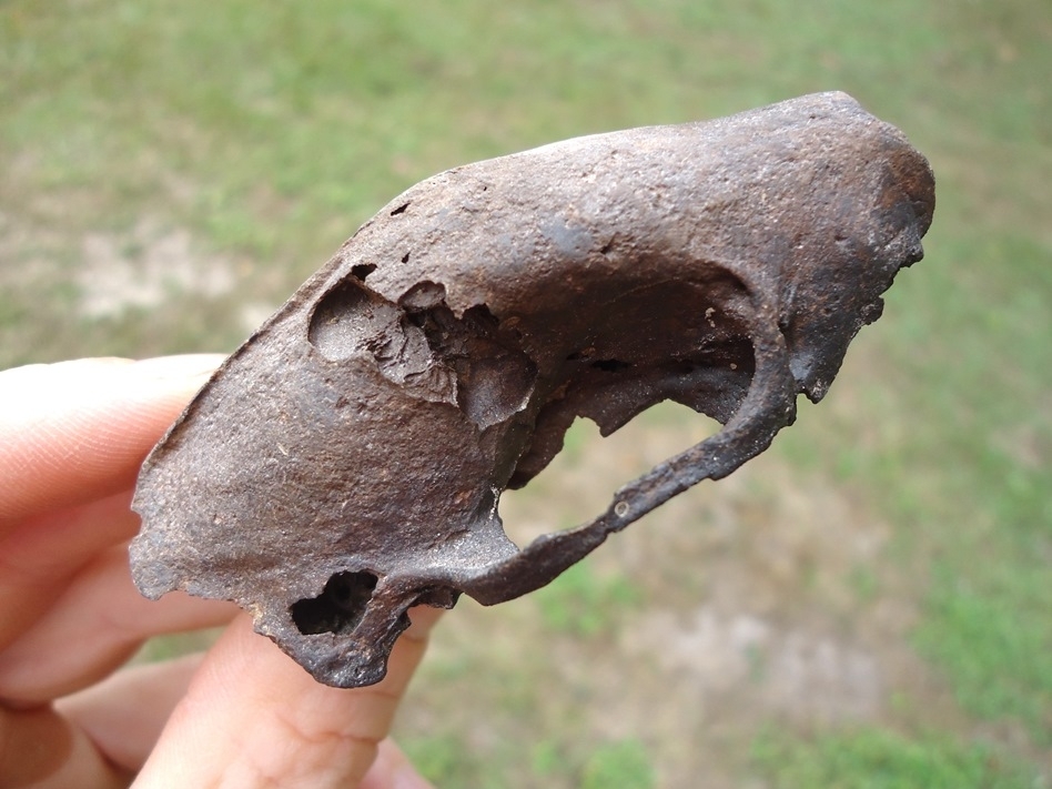 Large image 6 Exceptional Striped Skunk Skull with Pathology