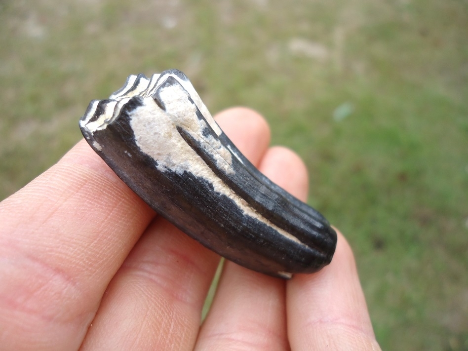 Large image 4 Top Quality Three Toed Horse Molar from Bone Valley