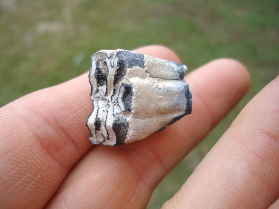 Large image 3 Very Nice Three Toed Horse Molar from Bone Valley