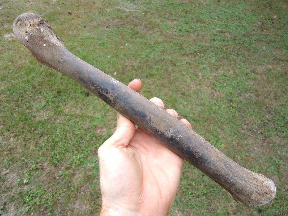 Large image 2 The Finest Llama Metacarpal