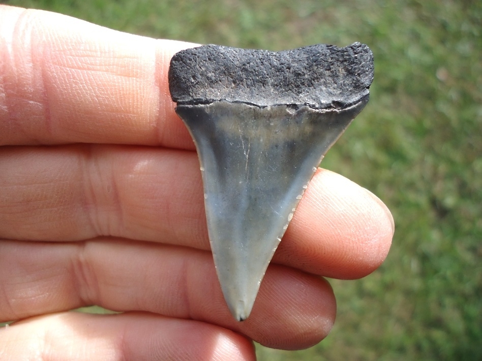 Large image 1 Bargain Hastalis Shark Tooth 1