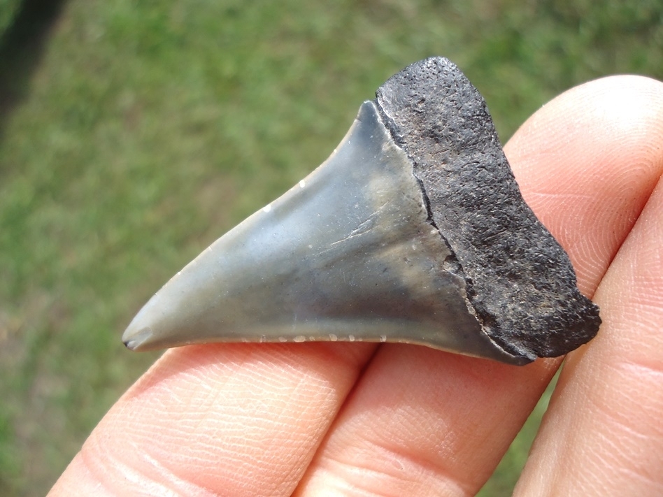 Large image 3 Bargain Hastalis Shark Tooth 1