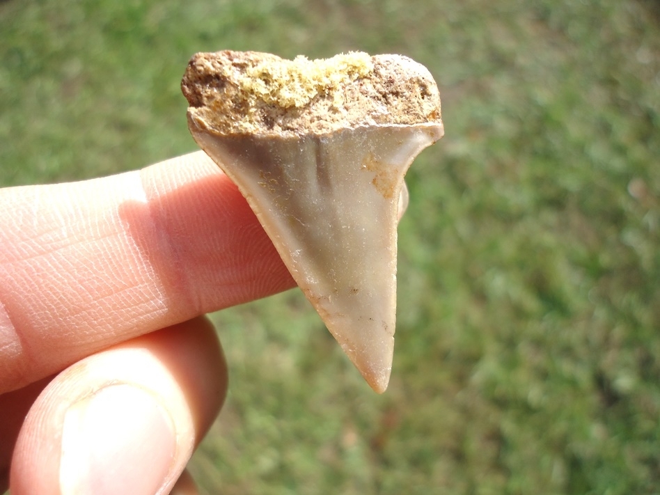 Large image 1 Bargain Hastalis Shark Tooth 2