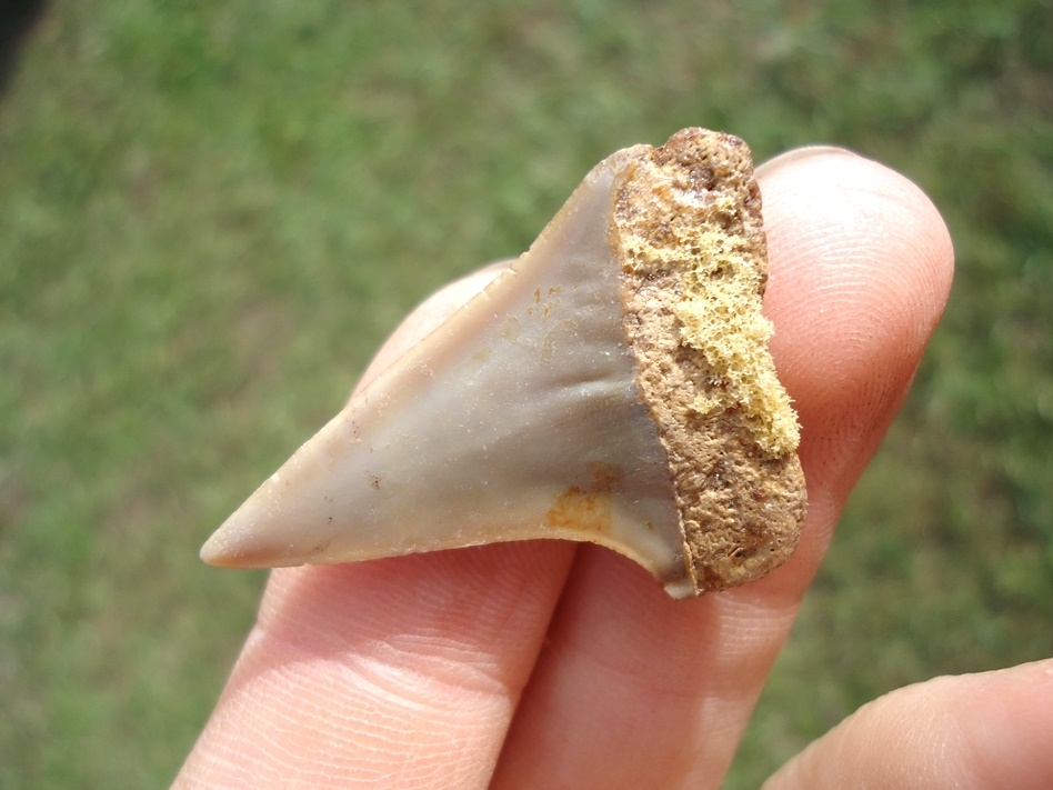 Large image 3 Bargain Hastalis Shark Tooth 2