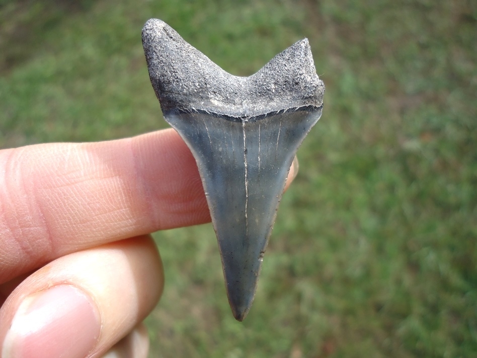 Large image 1 Bargain Hastalis Shark Tooth 3