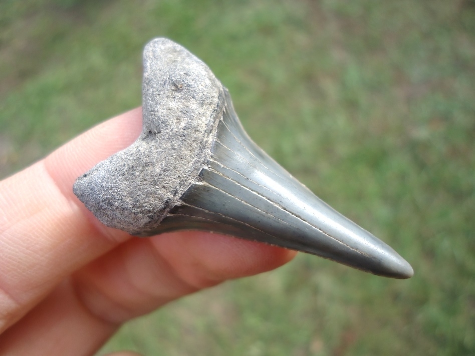 Large image 2 Bargain Hastalis Shark Tooth 3