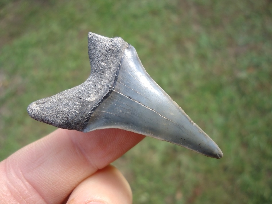 Large image 3 Bargain Hastalis Shark Tooth 3