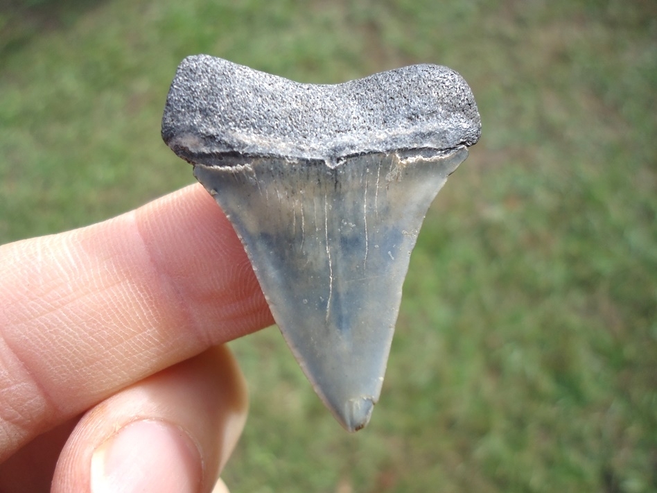 Large image 1 Bargain Hastalis Shark Tooth 4