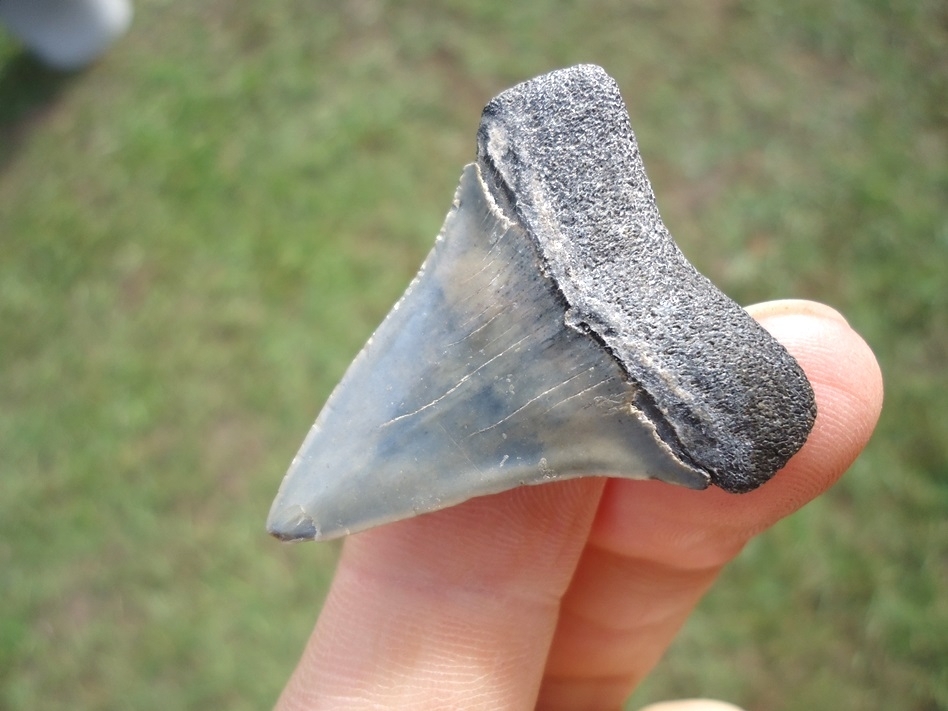 Large image 3 Bargain Hastalis Shark Tooth 4