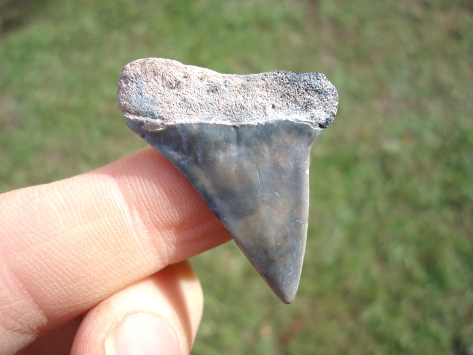 Large image 1 Bargain Hastalis Shark Tooth 5