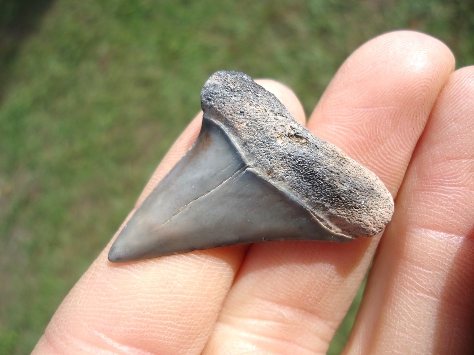 Large image 2 Bargain Hastalis Shark Tooth 5