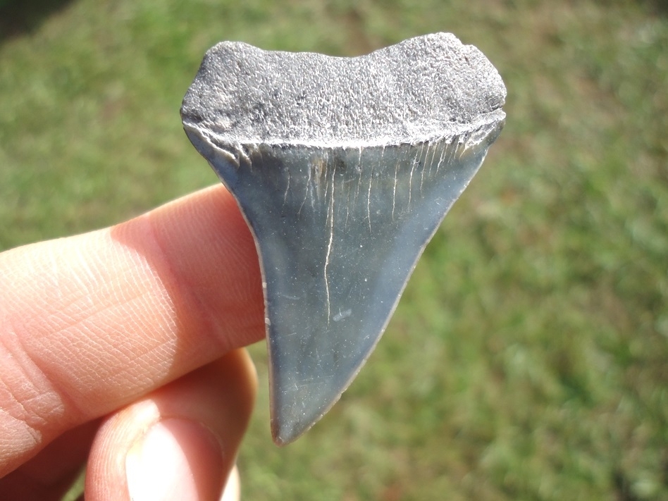 Large image 1 Bargain Hastalis Shark Tooth 6