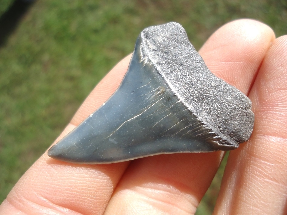 Large image 3 Bargain Hastalis Shark Tooth 6