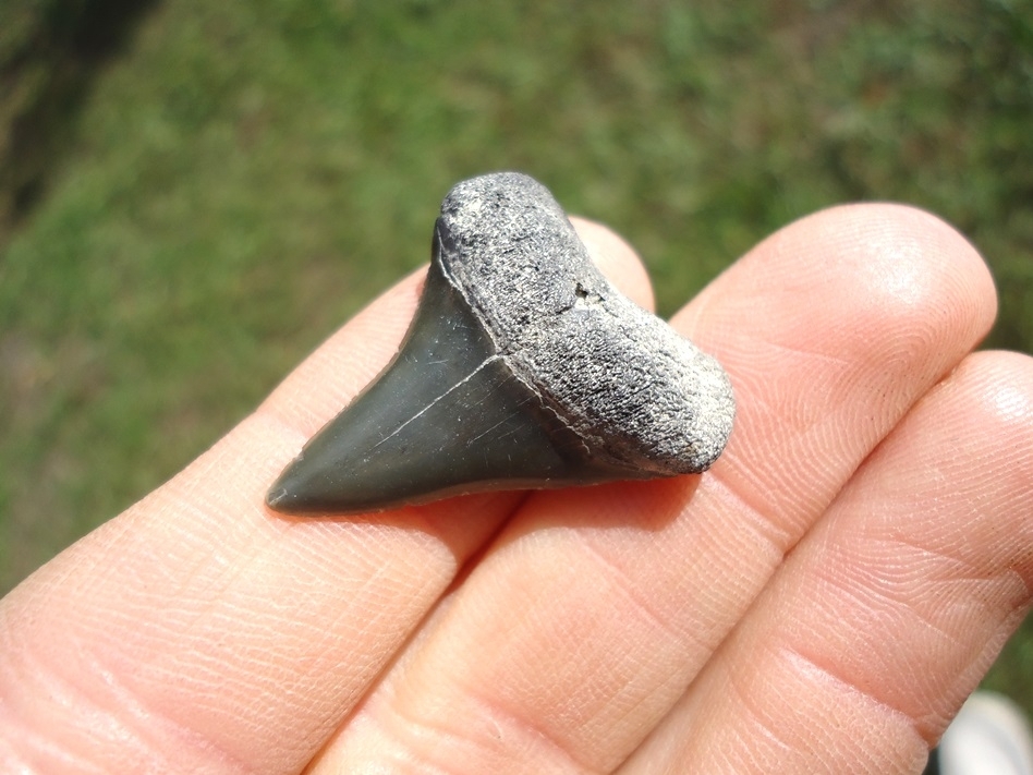 Large image 2 Bargain Hastalis Shark Tooth 7