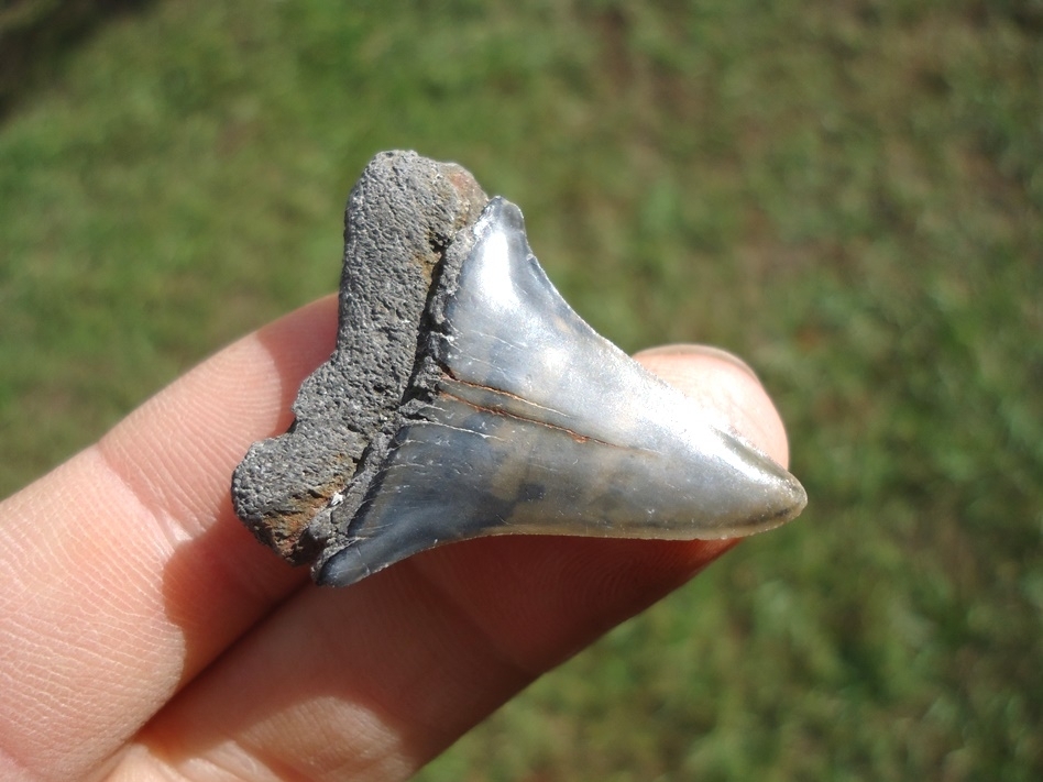 Large image 3 Bargain Hastalis Shark Tooth 8