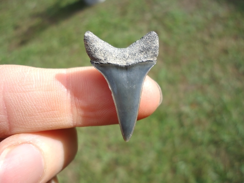 Large image 1 Bargain Hastalis Shark Tooth 10