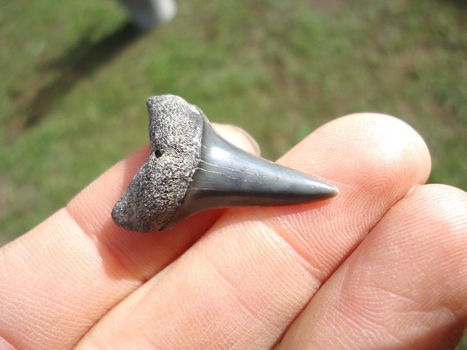 Large image 2 Bargain Hastalis Shark Tooth 10