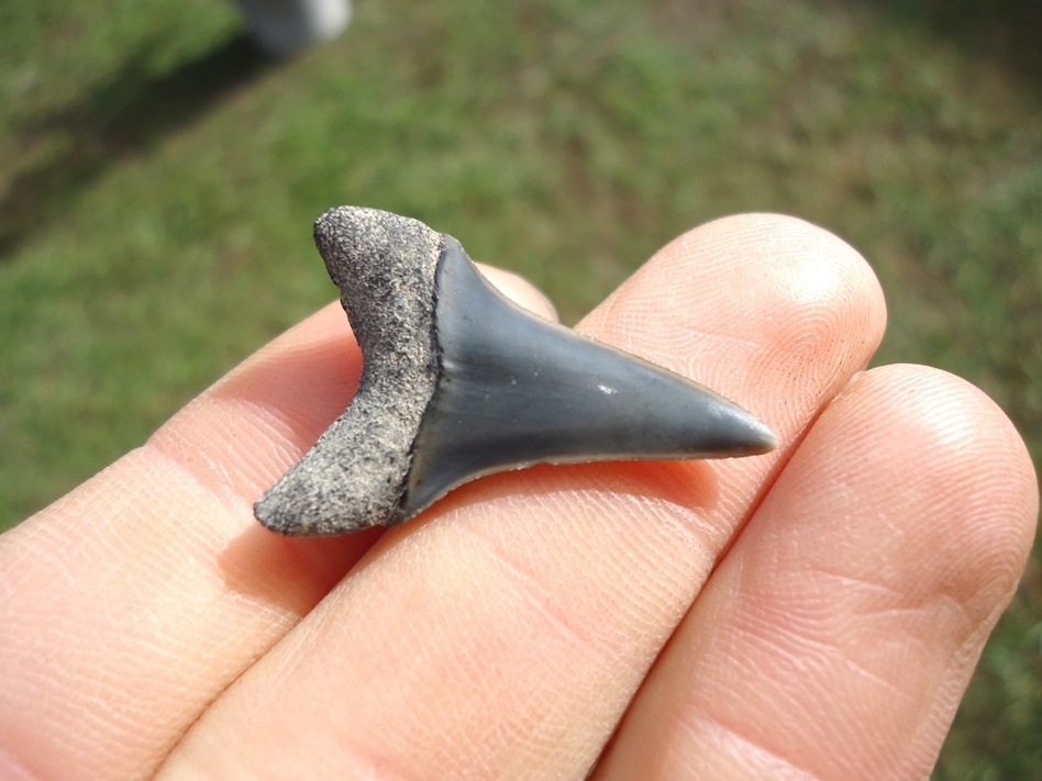 Large image 3 Bargain Hastalis Shark Tooth 10