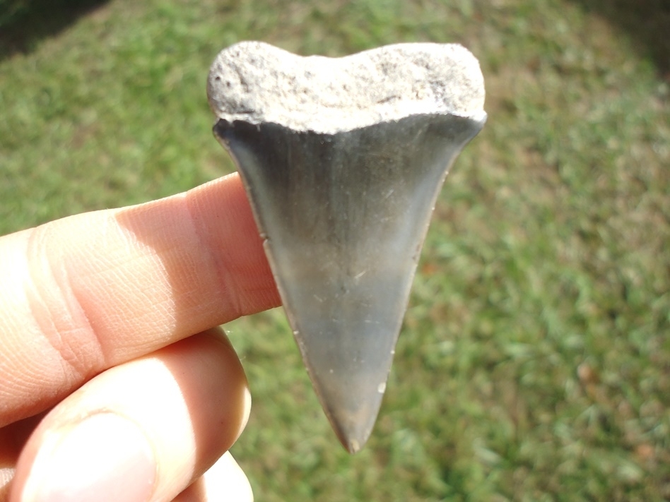 Large image 1 Bargain Hastalis Shark Tooth 11