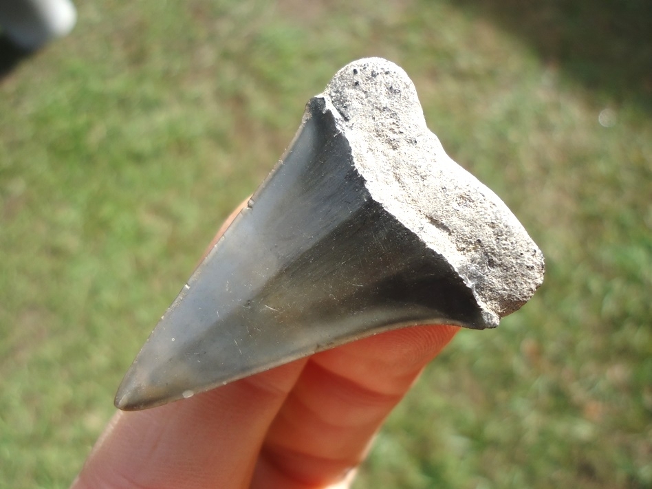 Large image 3 Bargain Hastalis Shark Tooth 11