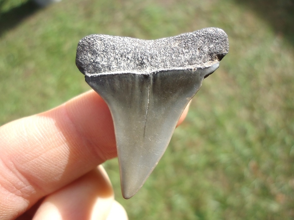 Large image 1 Bargain Hastalis Shark Tooth 12