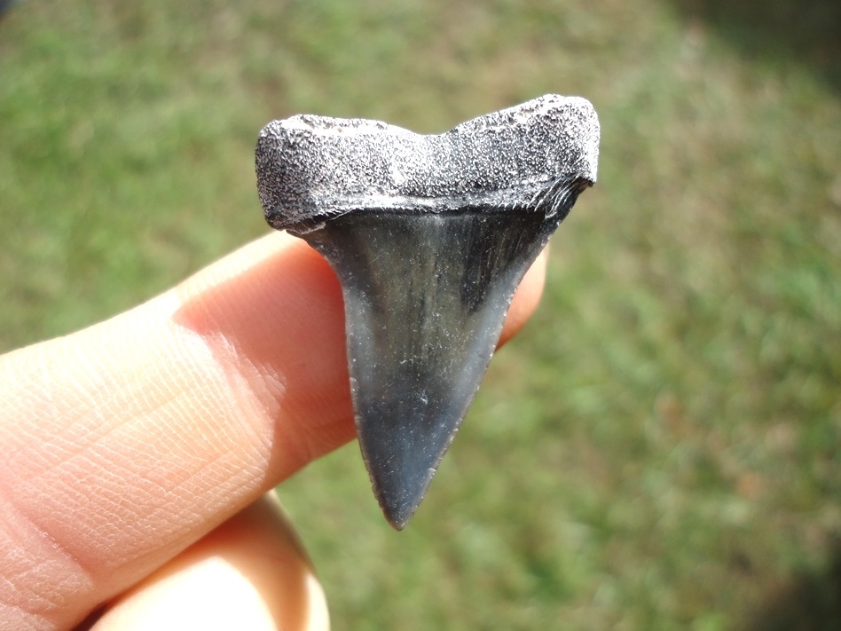 Large image 1 Bargain Hastalis Shark Tooth 13