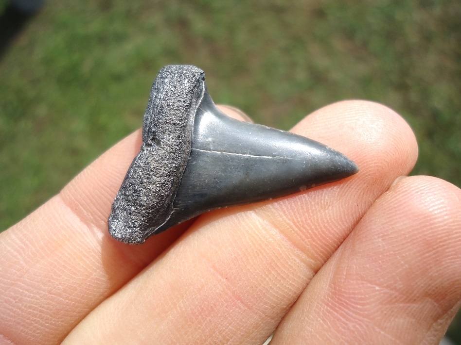 Large image 2 Bargain Hastalis Shark Tooth 13