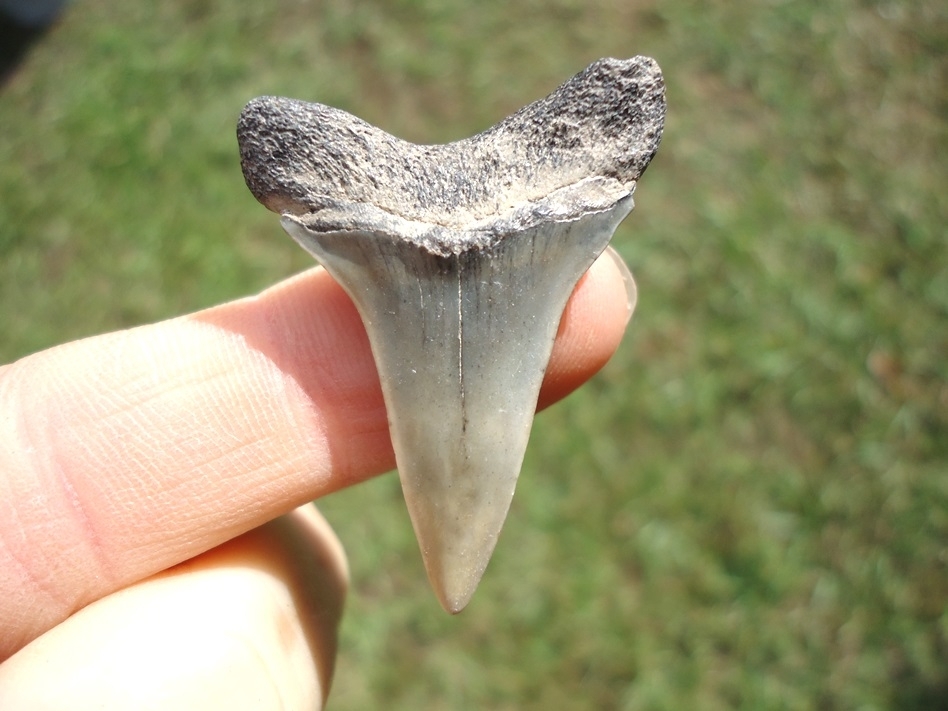 Large image 1 Bargain Hastalis Shark Tooth 14