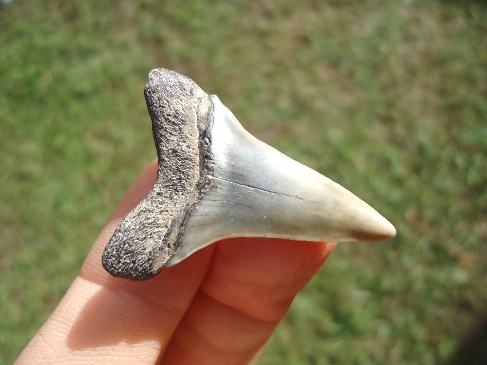 Large image 3 Bargain Hastalis Shark Tooth 14