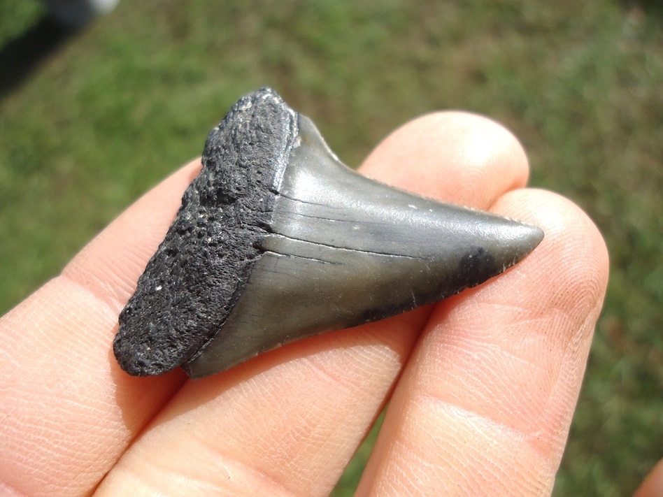 Large image 2 Bargain Hastalis Shark Tooth 15