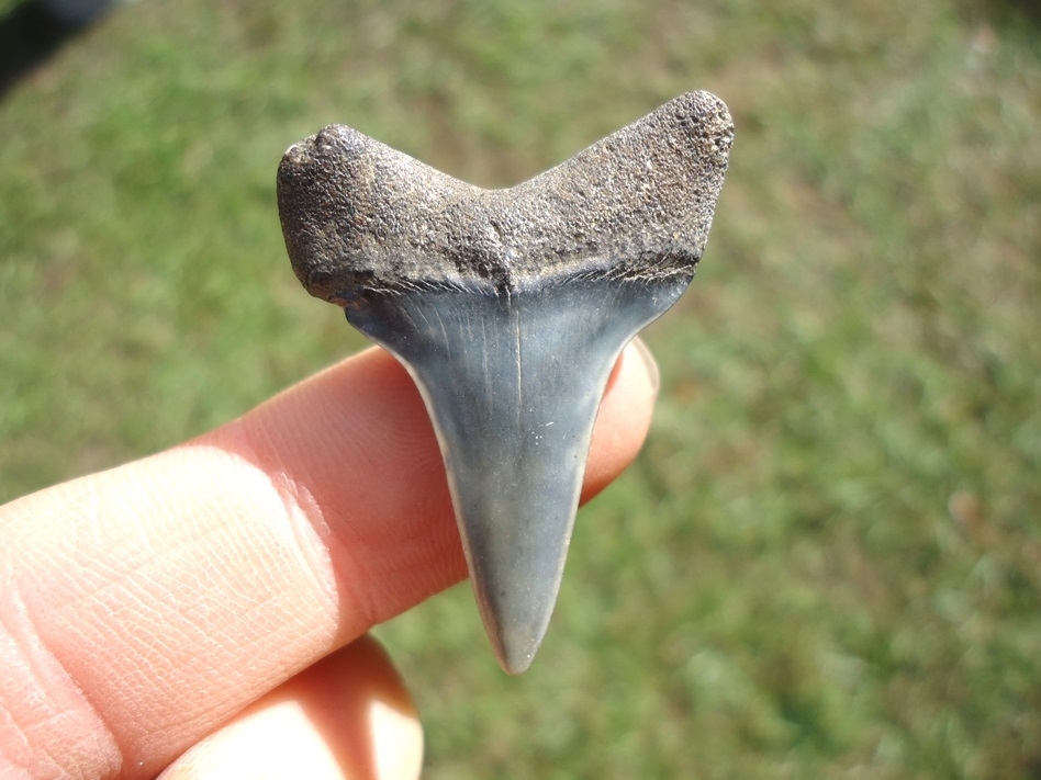 Large image 1 Bargain Hastalis Shark Tooth 16