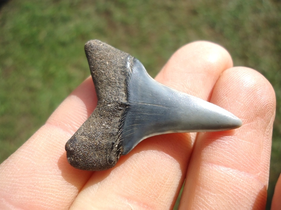 Large image 3 Bargain Hastalis Shark Tooth 16