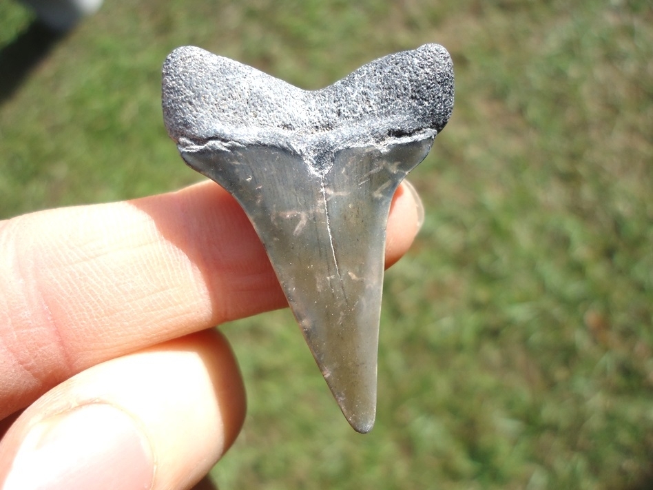 Large image 1 Bargain Hastalis Shark Tooth 17