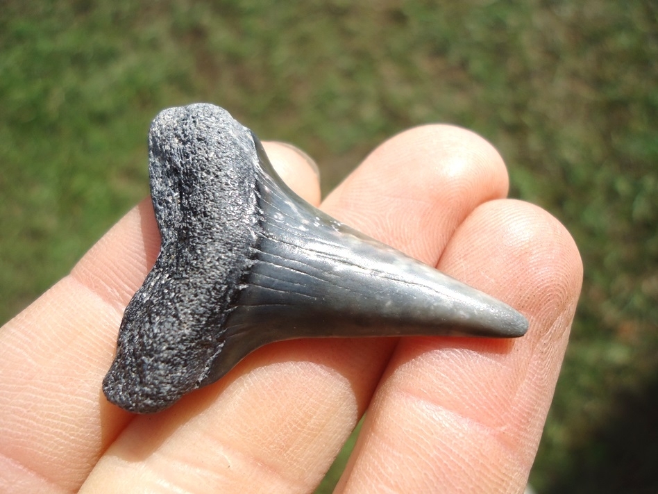 Large image 2 Bargain Hastalis Shark Tooth 17