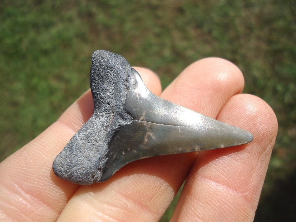 Large image 3 Bargain Hastalis Shark Tooth 17