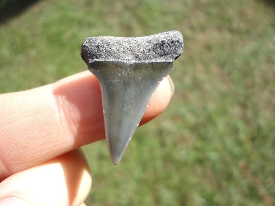 Large image 1 Bargain Hastalis Shark Tooth 18