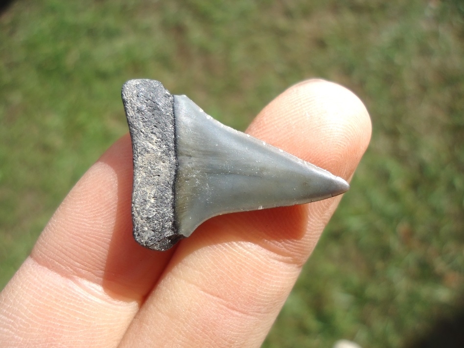 Large image 3 Bargain Hastalis Shark Tooth 18