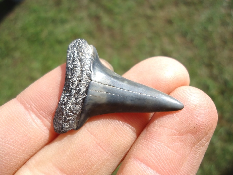 Large image 2 Bargain Hastalis Shark Tooth 19