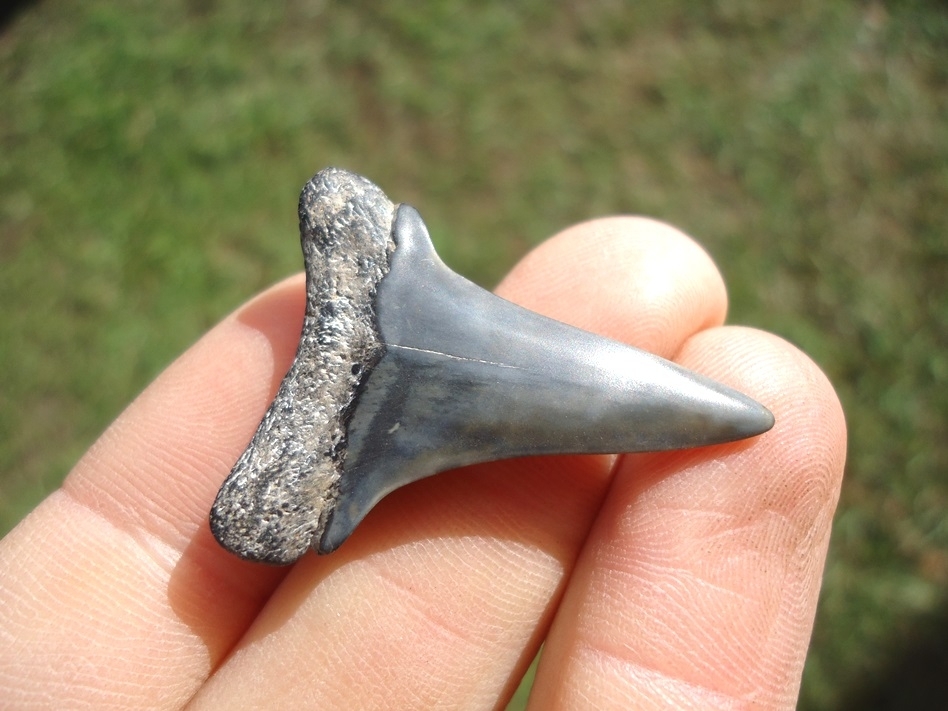 Large image 3 Bargain Hastalis Shark Tooth 19