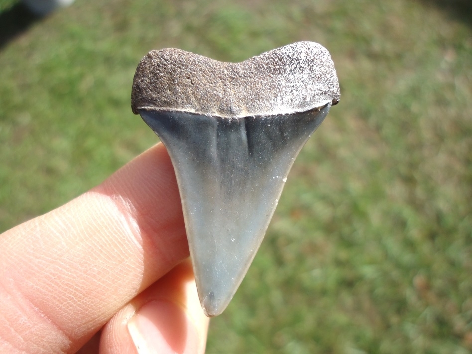 Large image 1 Bargain Hastalis Shark Tooth 20