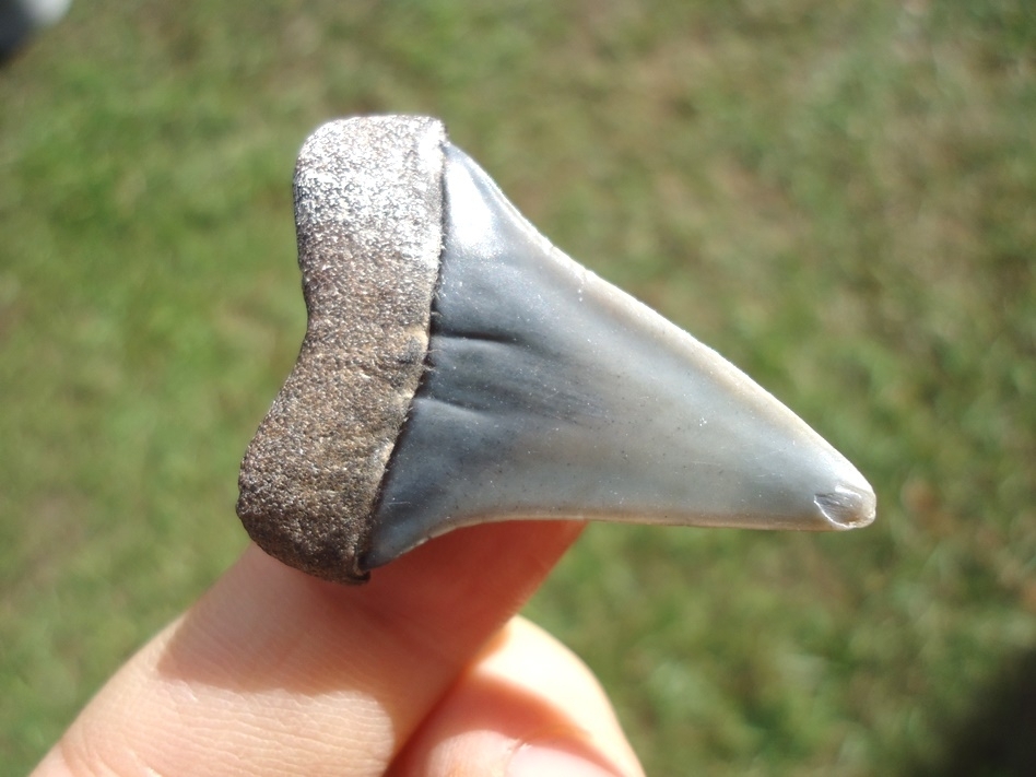 Large image 3 Bargain Hastalis Shark Tooth 20