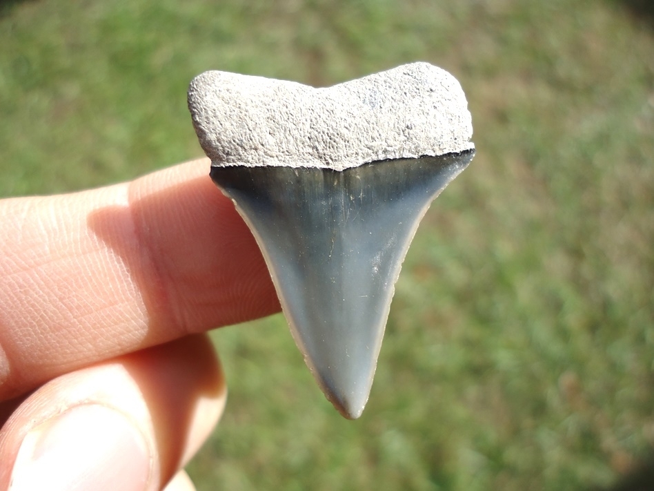 Large image 1 Bargain Hastalis Shark Tooth 21