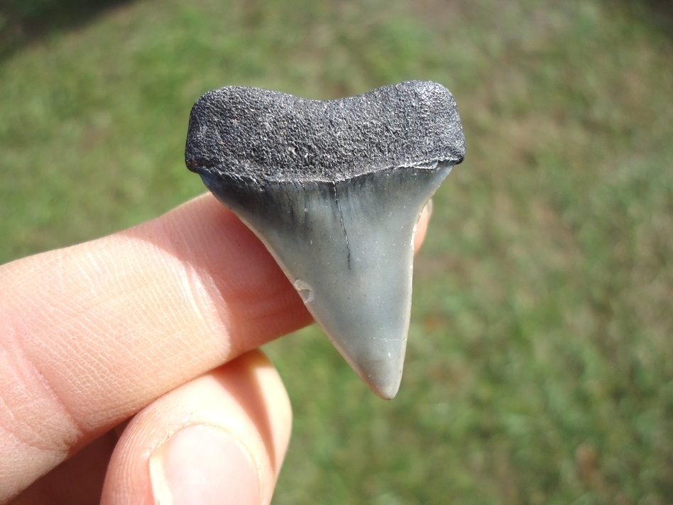 Large image 1 Bargain Hastalis Shark Tooth 22