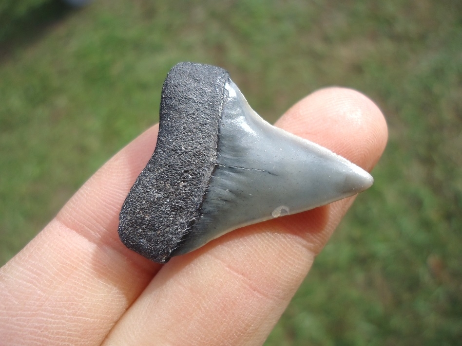 Large image 3 Bargain Hastalis Shark Tooth 22